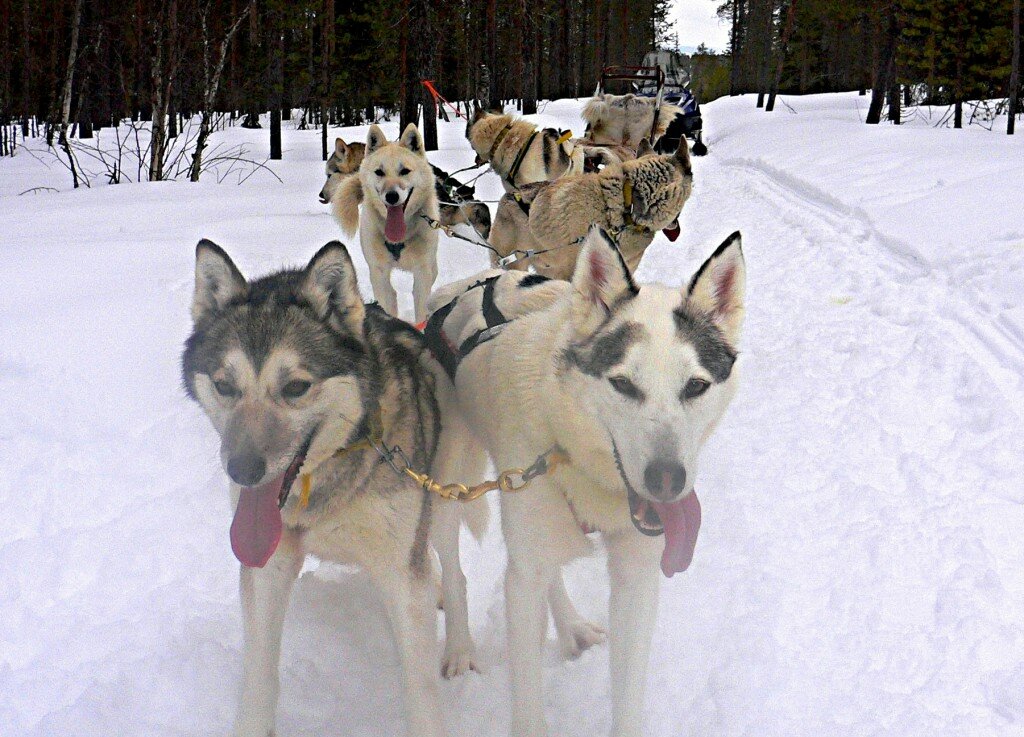 Husky Dogs in Finland