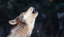 Howling with wolves