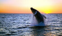 Whale watching in Iceland